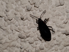 Melacoryphus rubicollis