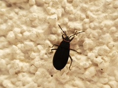 Melacoryphus rubicollis