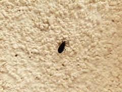 Melacoryphus rubicollis