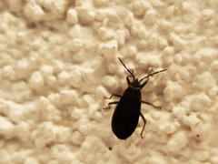 Melacoryphus rubicollis