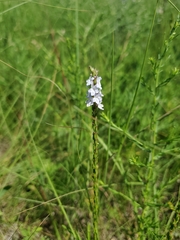 Verbena simplex