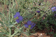 Heliophila trifurca