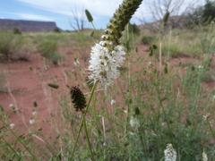 Dalea candida oligophylla