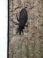 Triatoma rubida