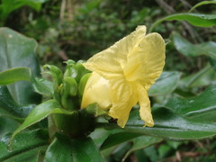 Costus villosissimus