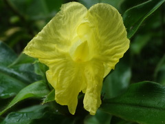 Costus villosissimus