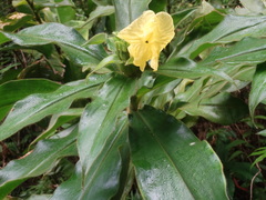 Costus villosissimus