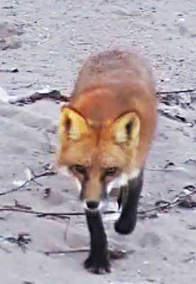 Red Fox photographed in Illinois