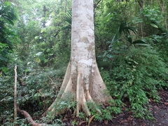 Sterculia apetala image