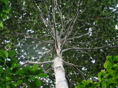 Sterculia apetala