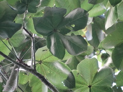 Sterculia apetala