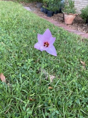 Zephyranthes robustus