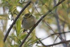 Phylloscopus proregulus