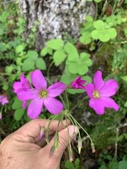 Oxalis nelsonii