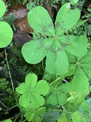 Oxalis nelsonii