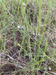 Lachnocaulon