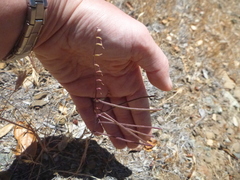 Streptanthus glandulosus secundus