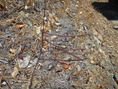 Streptanthus glandulosus secundus