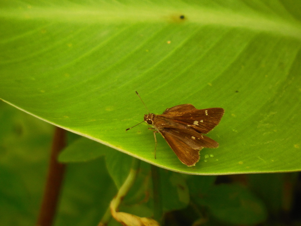 Lerema ancillaris