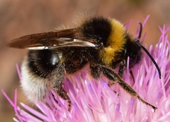 Bombus vestalis