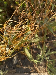 Cuscuta subinclusa