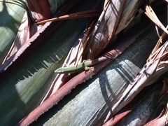 Phelsuma dubia