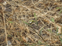 Cordylanthus pilosus pilosus