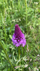 Anacamptis pyramidalis