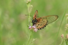 Acraea neobule