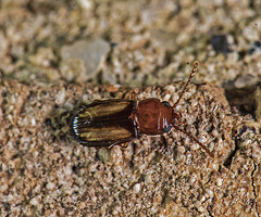 Laemophloeus terminalis