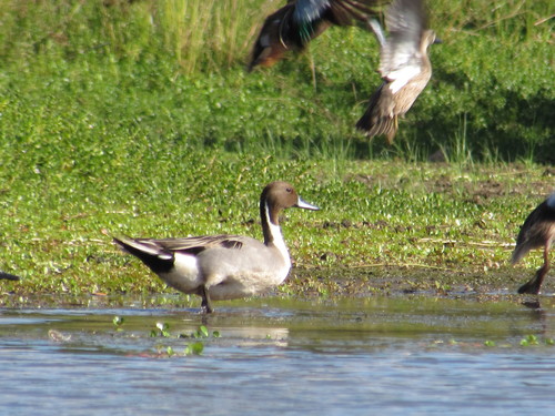 Northern Pintail (Anas acuta)