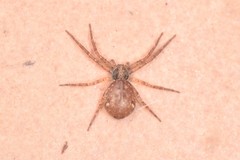 Pulchellodromus bistigma