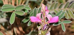 Onobrychis stenorhiza