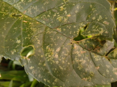 Tropidosteptes chapingoensis