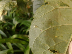Tropidosteptes chapingoensis