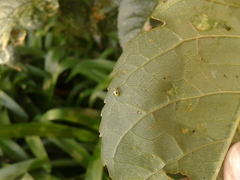 Tropidosteptes chapingoensis