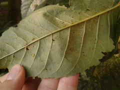Tropidosteptes chapingoensis