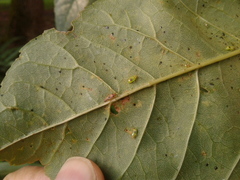 Tropidosteptes chapingoensis