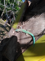 Phelsuma abbotti chekei