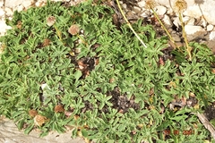Globularia spinosa