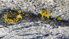 Draba lemmonii