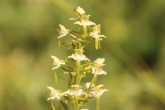 Platanthera chlorantha
