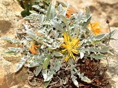 Centaurea mariana