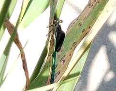 Calopteryx maculata
