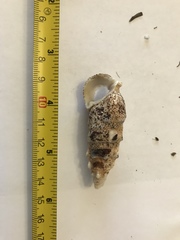 Pseudovertagus aluco