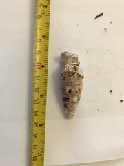 Pseudovertagus aluco