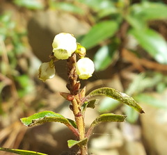 Comarostaphylis