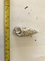 Pseudovertagus aluco