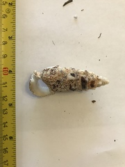 Pseudovertagus aluco