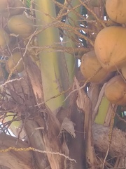 Hemidactylus mercatorius